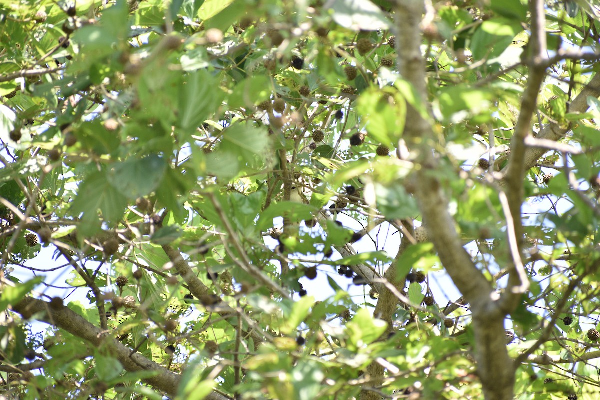 østsanger - ML645085052