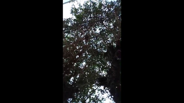 Shiny Cowbird - ML645085059