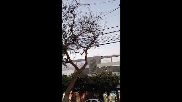 Shiny Cowbird - ML645085060