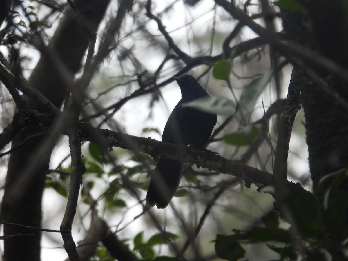 Blue Mockingbird - ML645085068