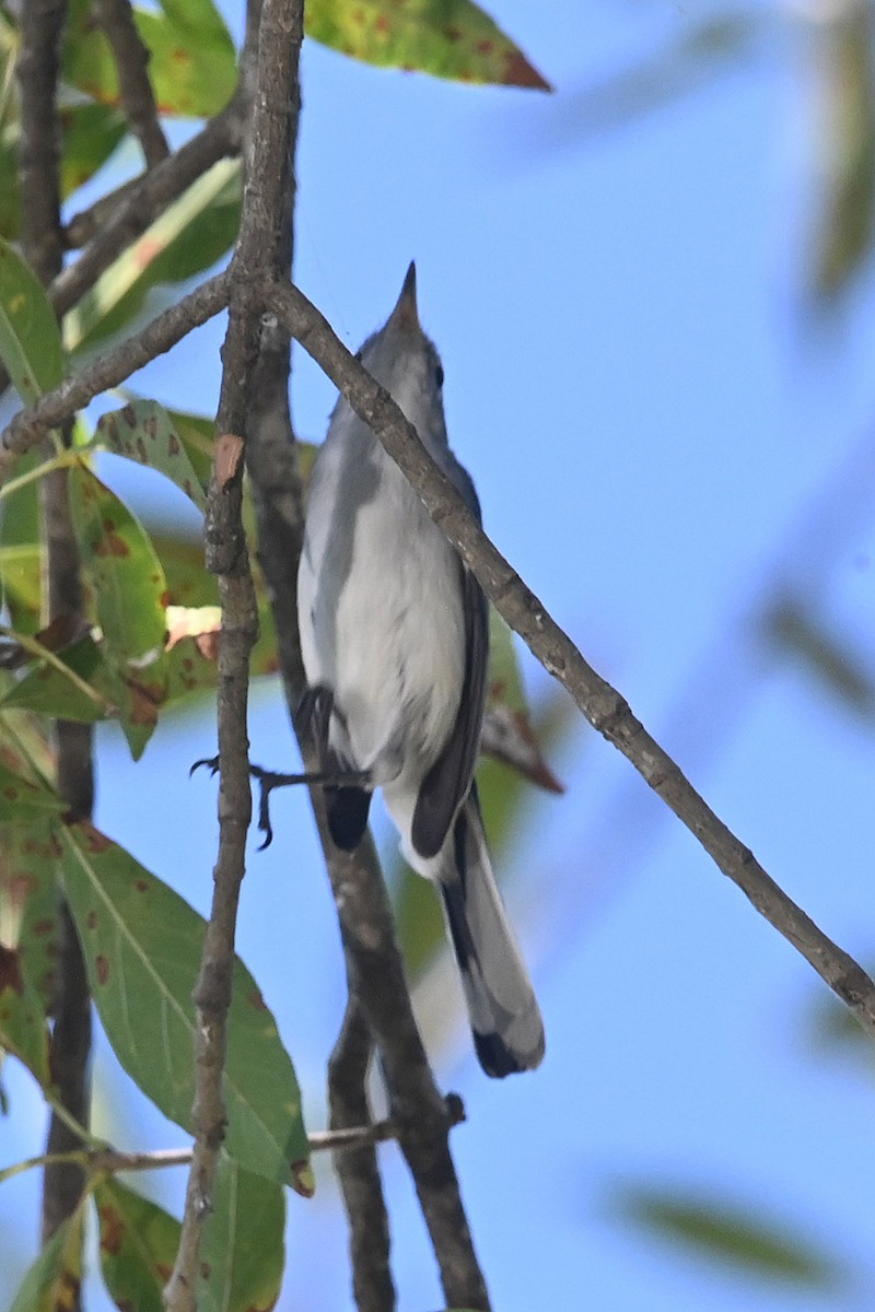 Комароловка сиза - ML645085088