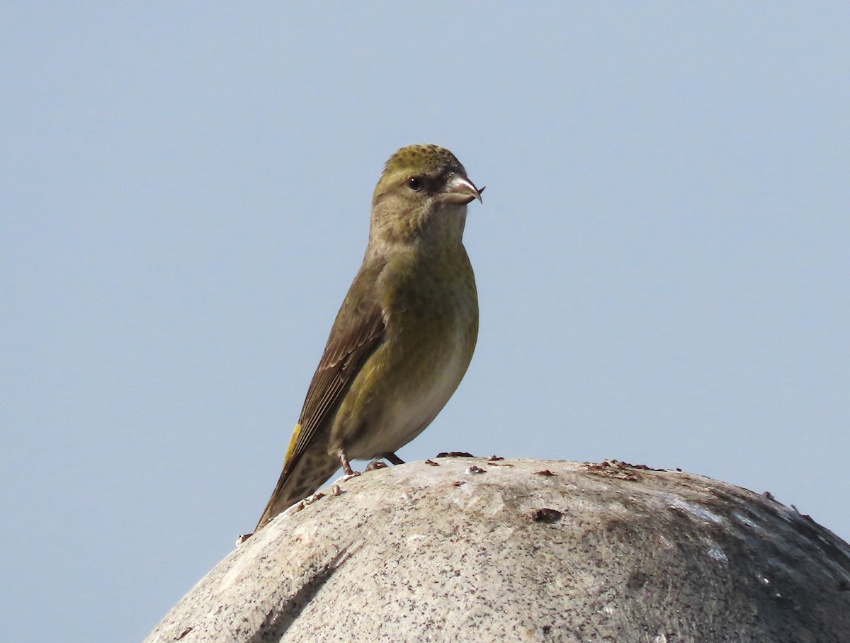 Piquituerto Común - ML645085104