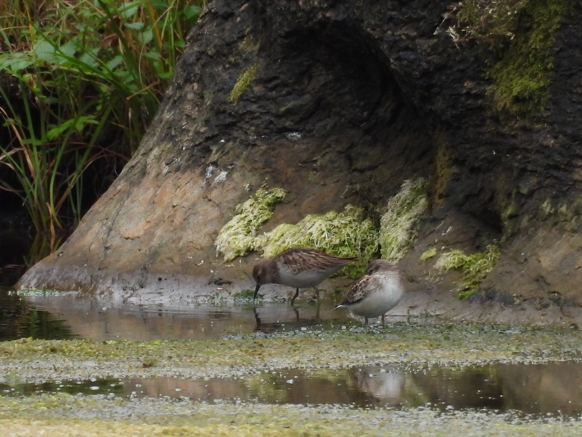 Semipalmated Sandpiper - ML645085110