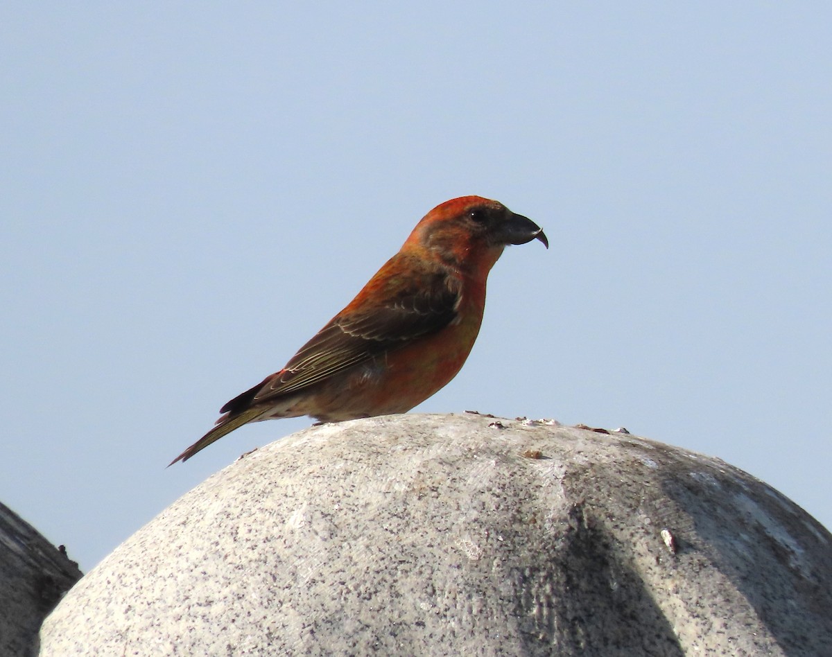 Piquituerto Común - ML645085120