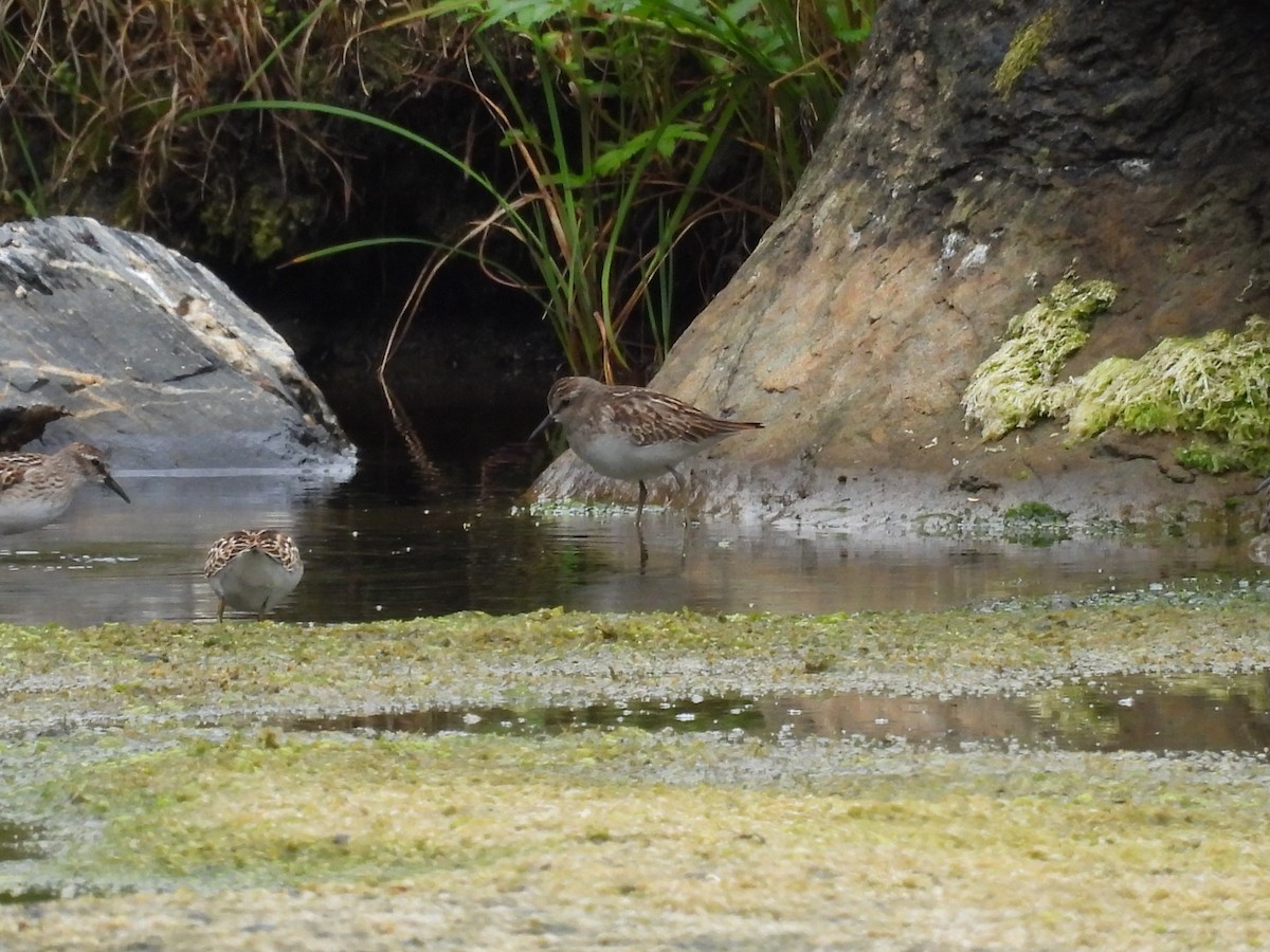 Semipalmated Sandpiper - ML645085122