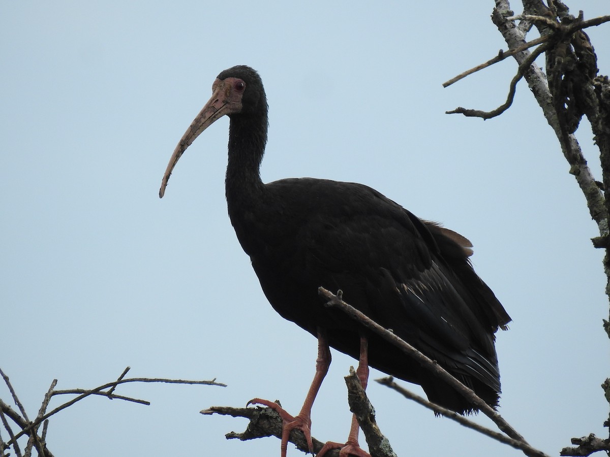Ibis Afeitado - ML645085136