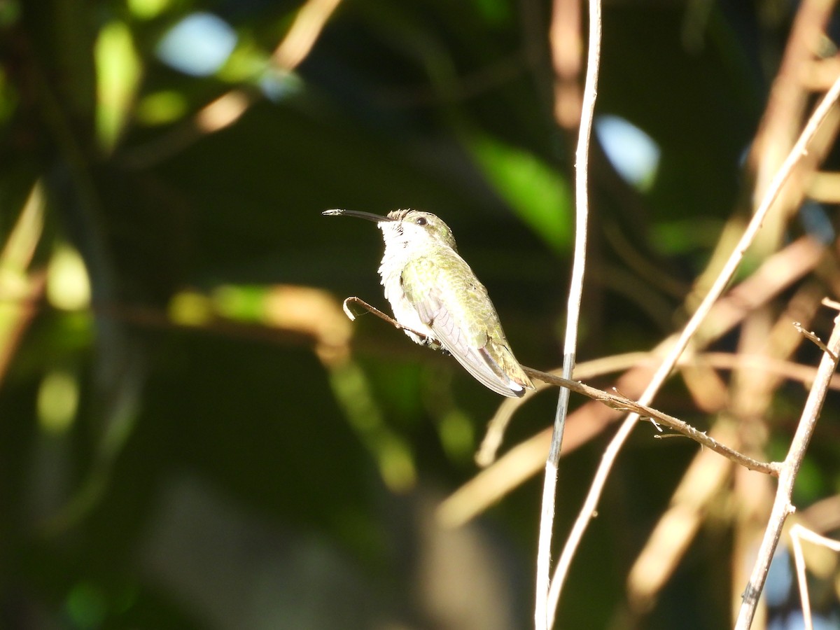 Puerto Rican Mango - ML645085140