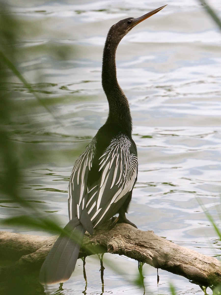Anhinga - ML645085143