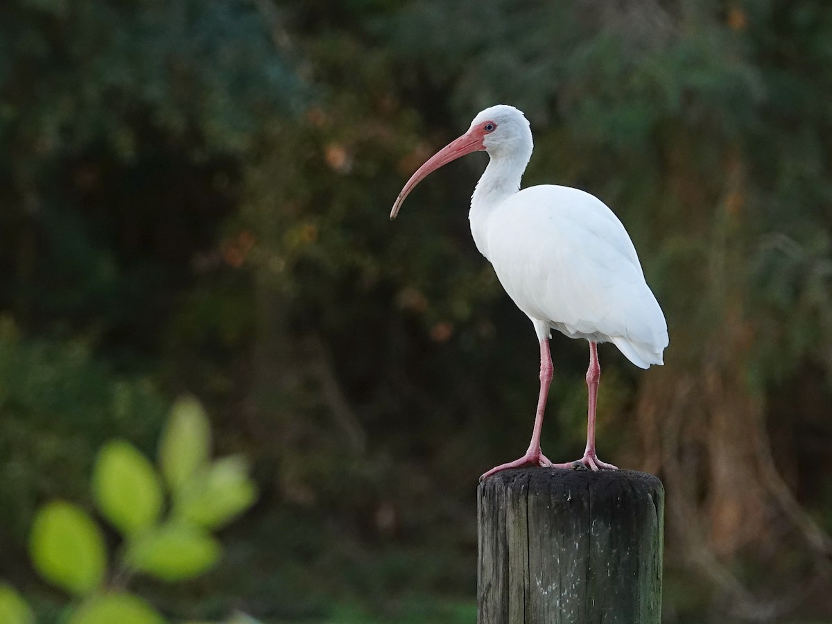 Ak Aynak - ML645085145