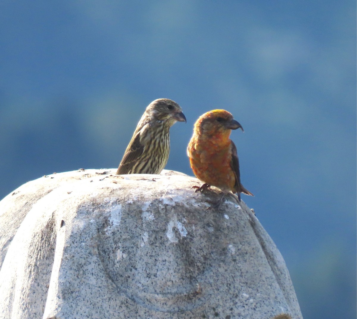 Piquituerto Común - ML645085148