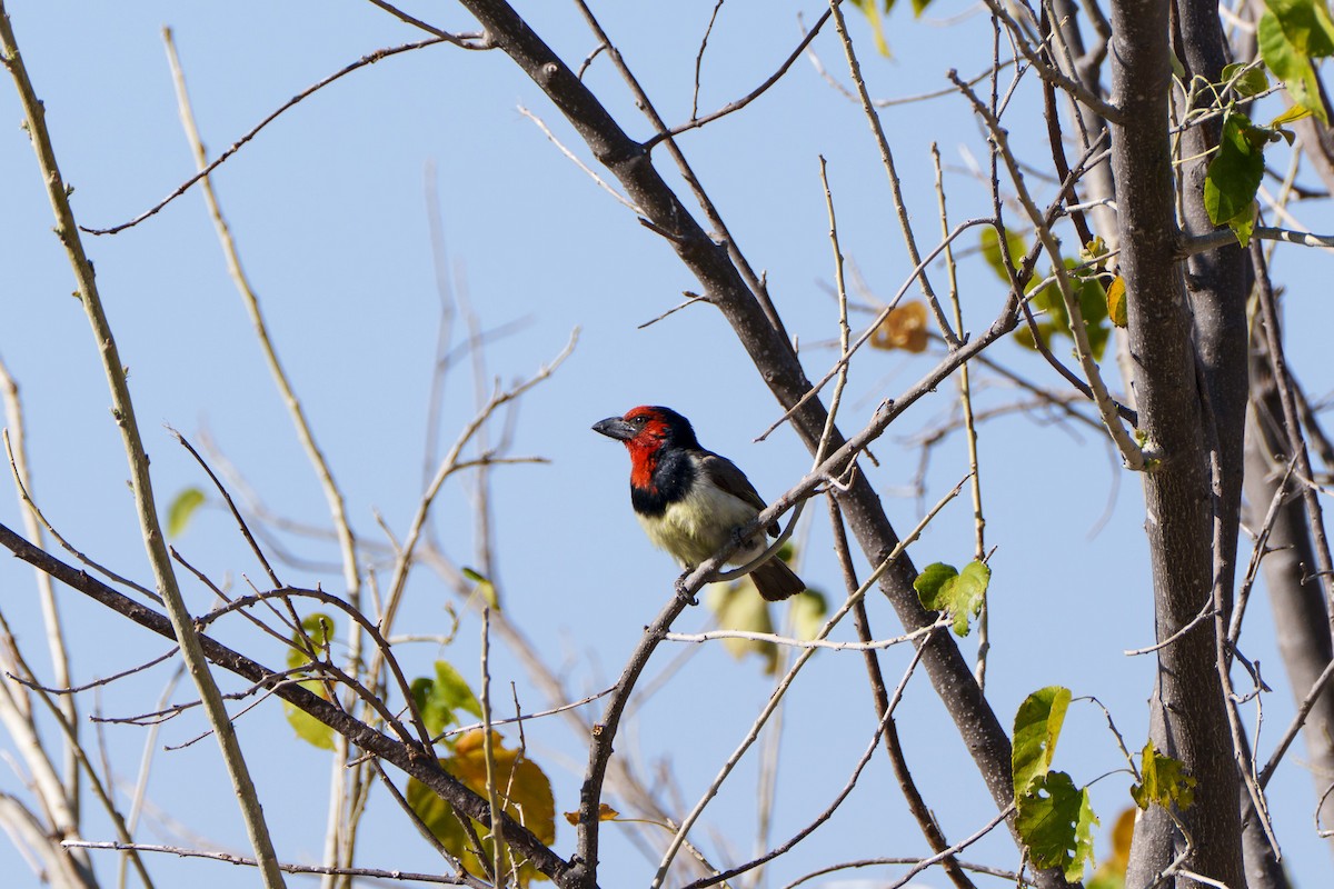 Лібія чорношия - ML645085162