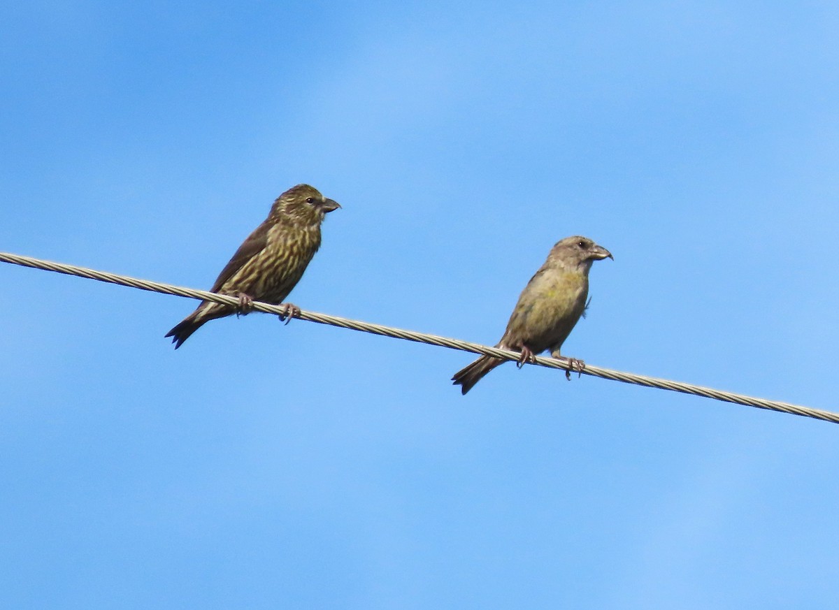 Piquituerto Común - ML645085163