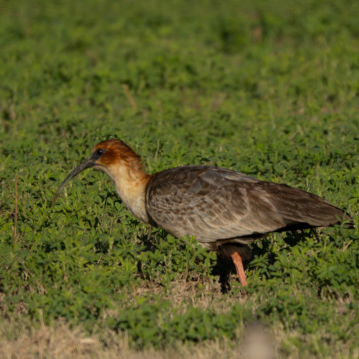 Bandurria Austral - ML645085176