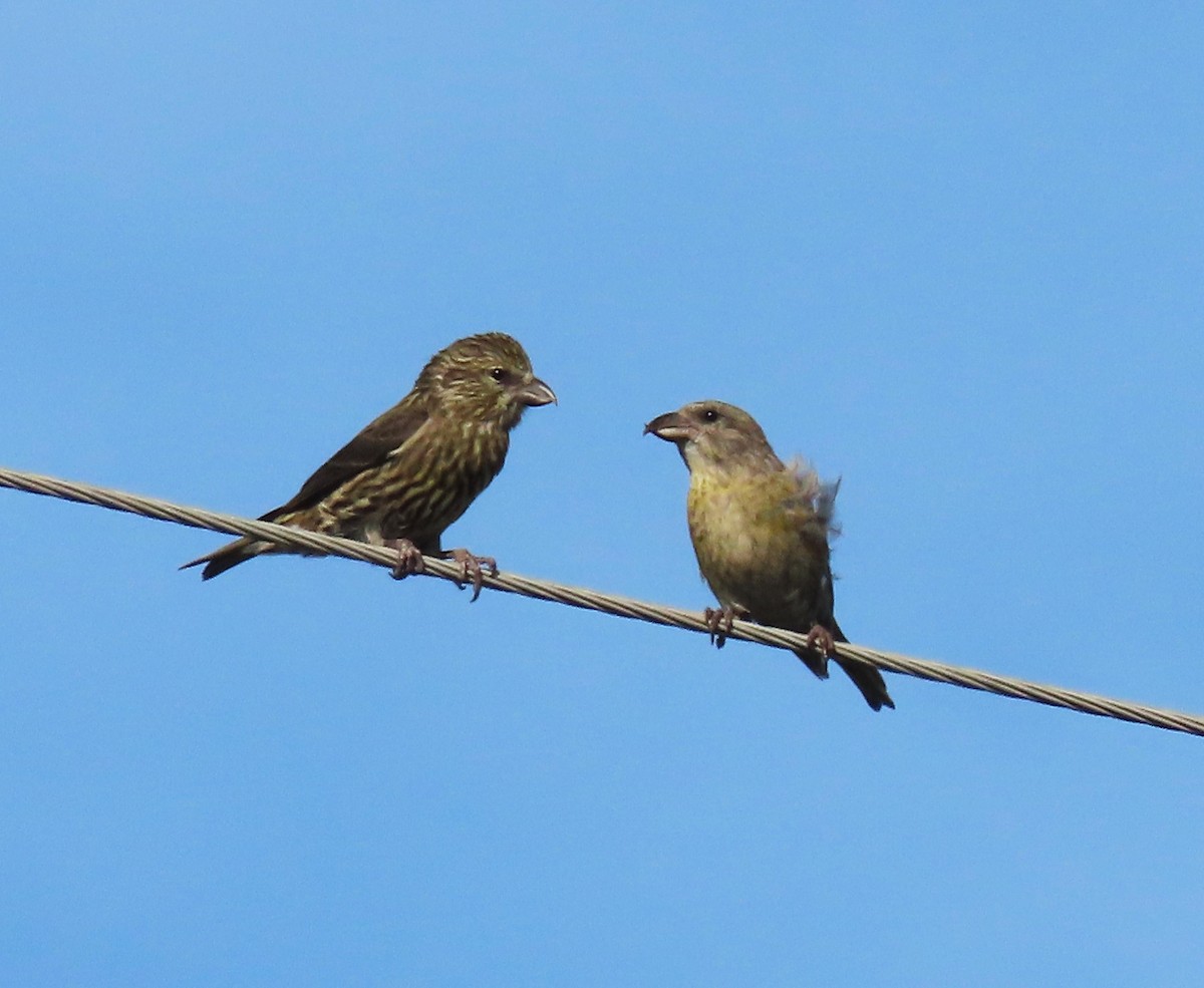 Piquituerto Común - ML645085185