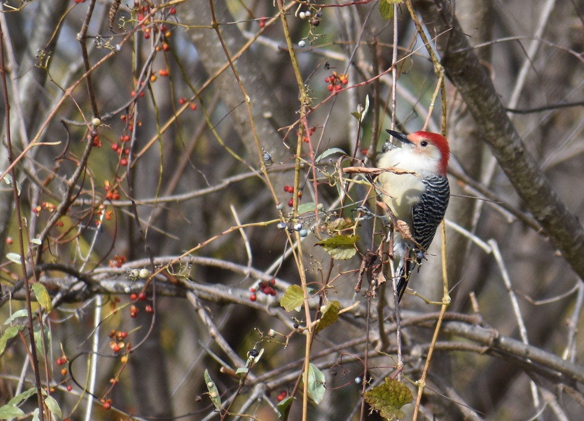 Red-bellied Woodpecker - ML645085190