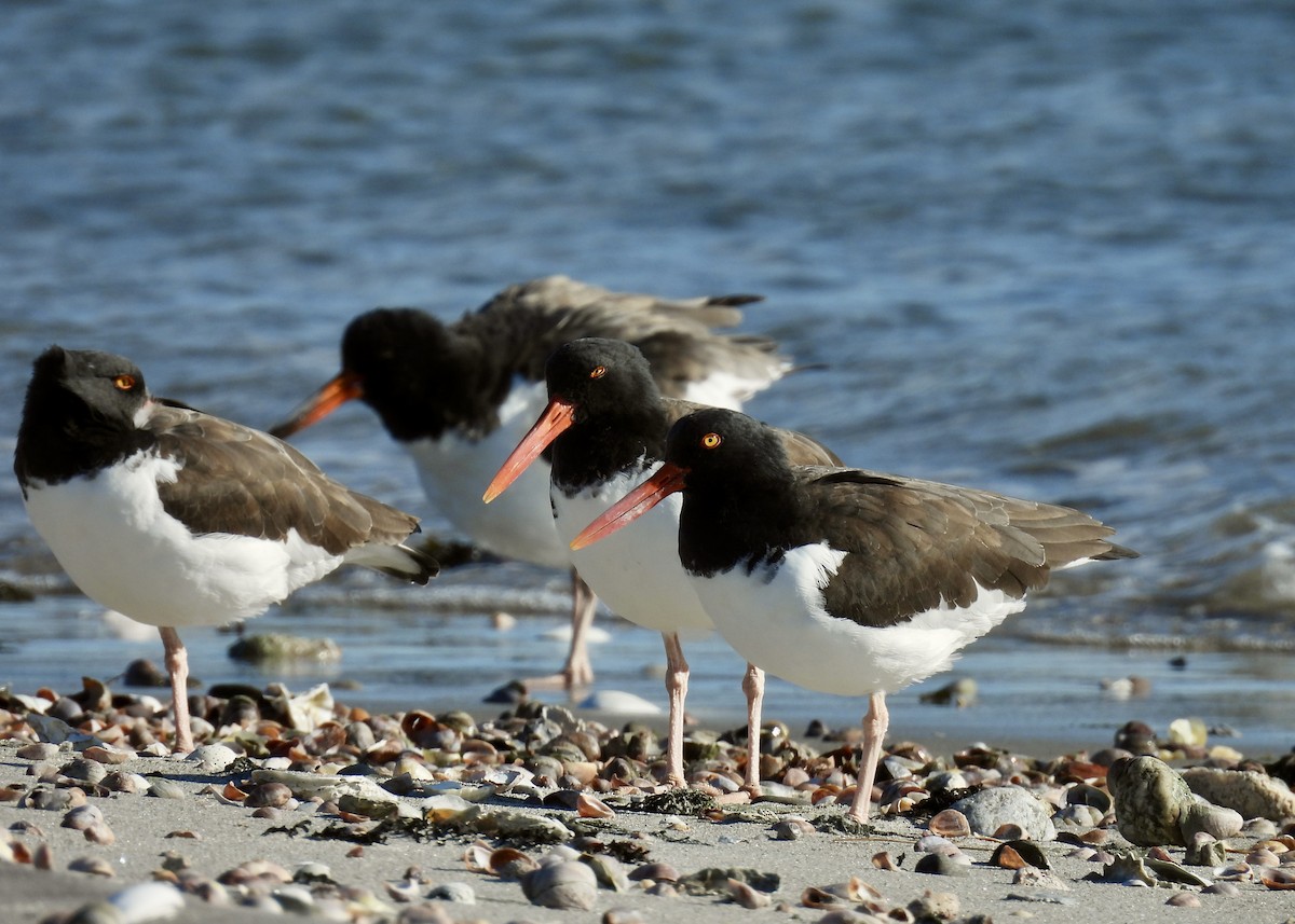 American Oystercatcher - ML645085191