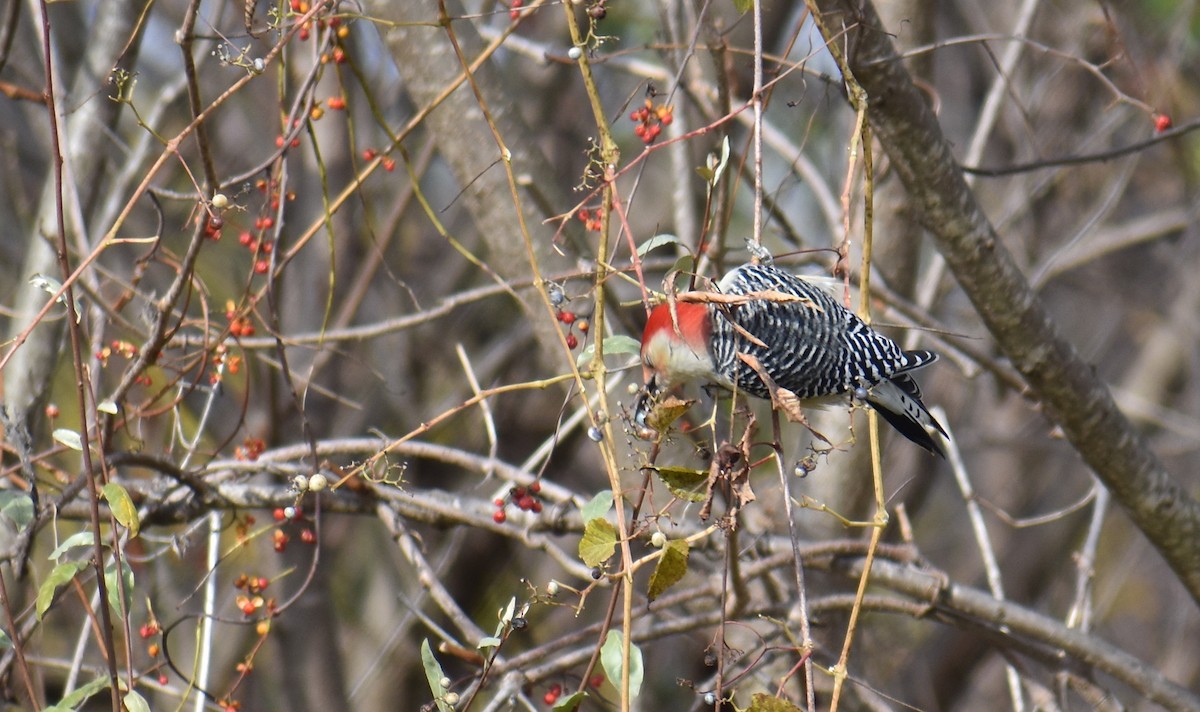 Red-bellied Woodpecker - ML645085194