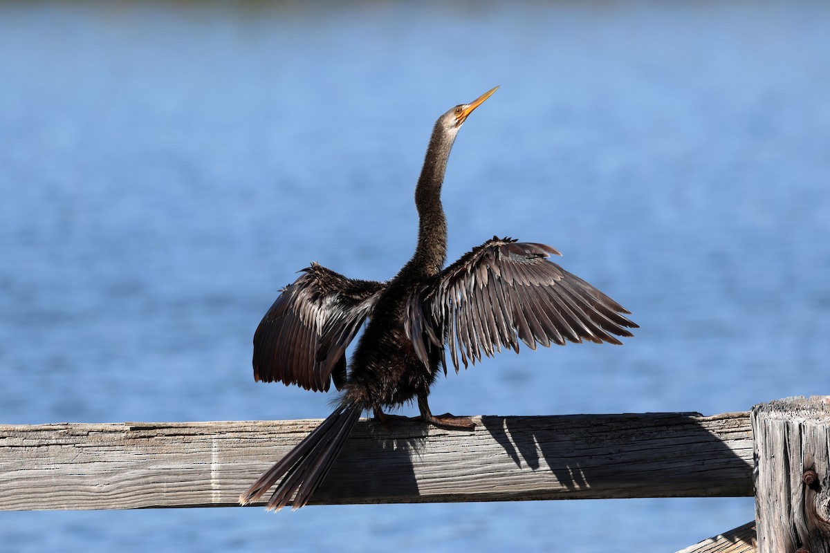 Anhinga - ML645085196
