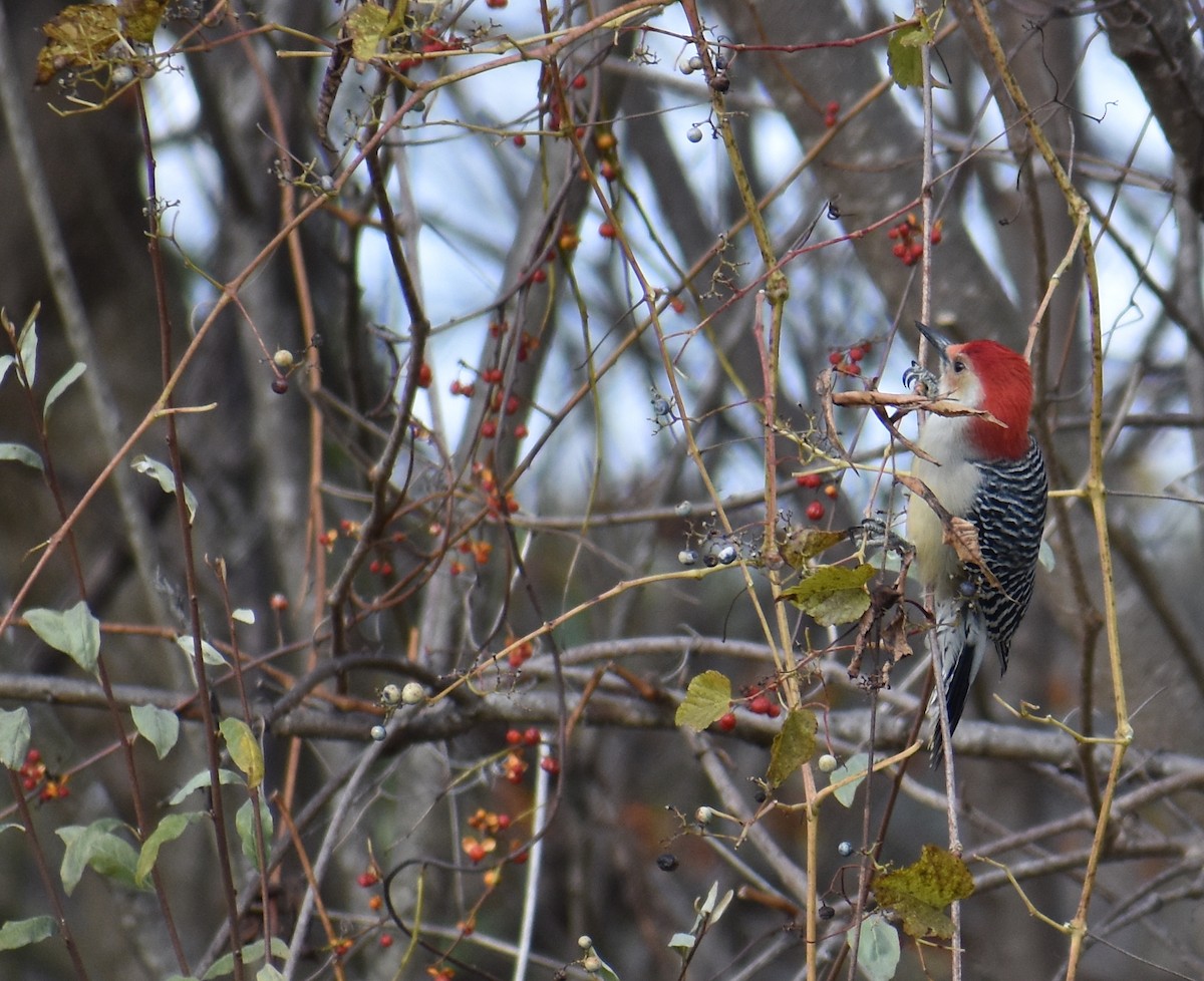 Red-bellied Woodpecker - ML645085197