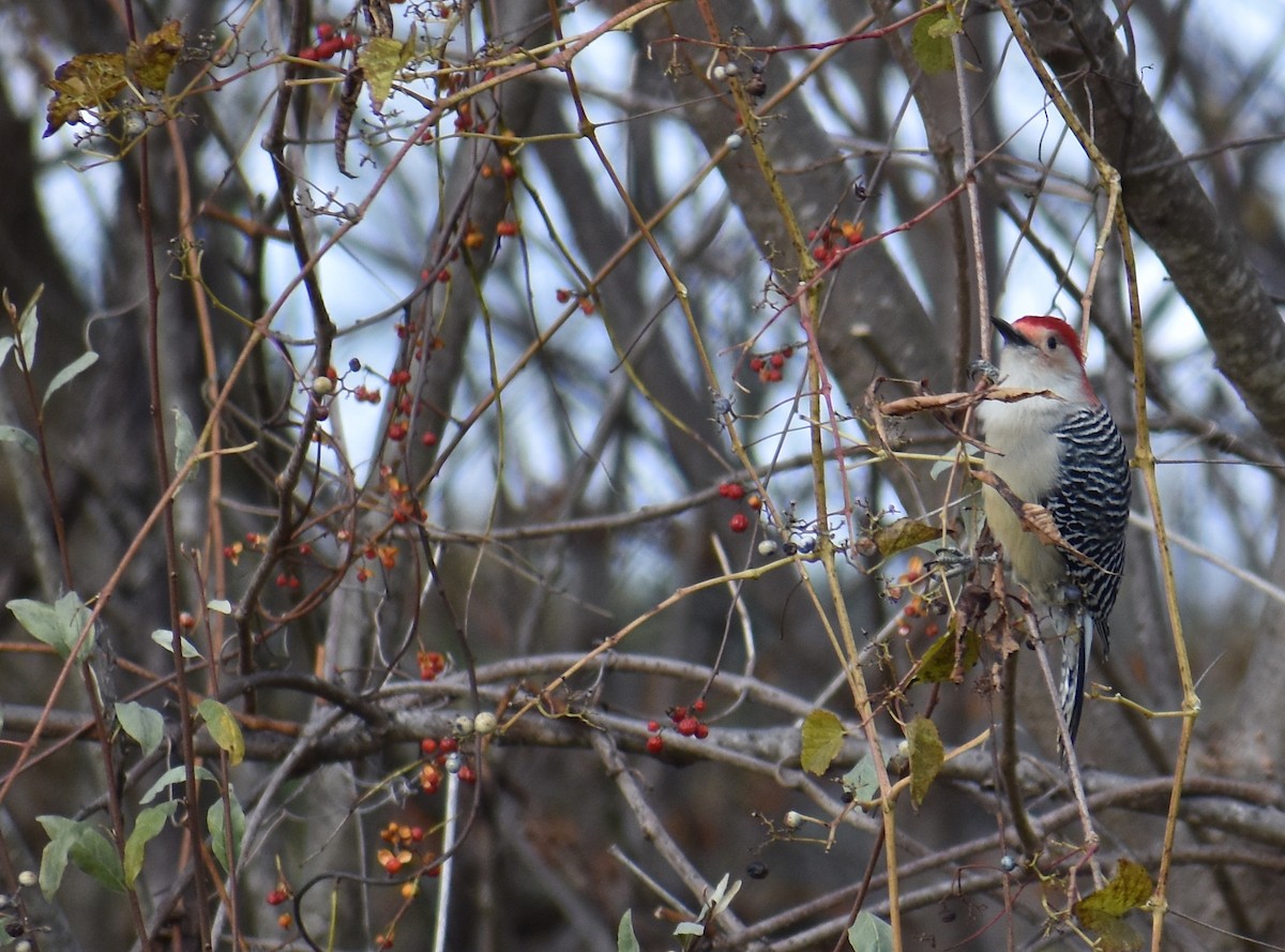 Red-bellied Woodpecker - ML645085202