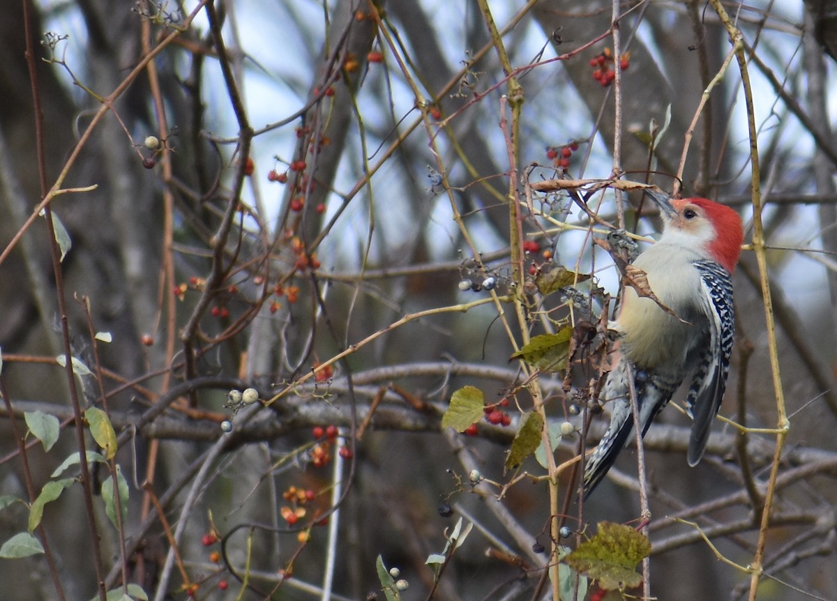 Red-bellied Woodpecker - ML645085203
