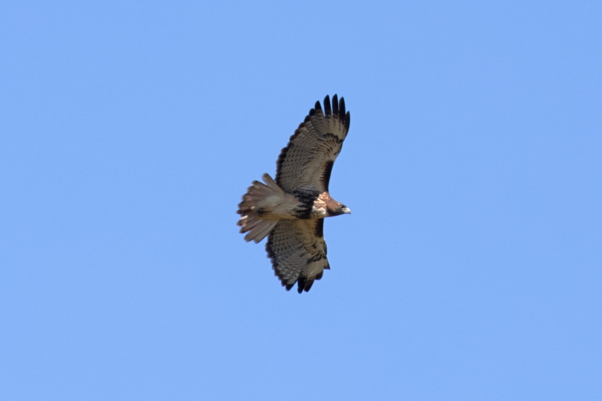 Red-tailed Hawk - ML645085208