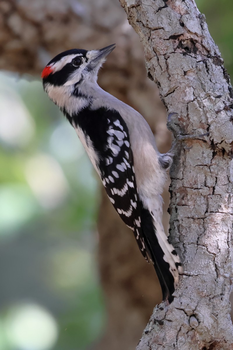 Downy Woodpecker - ML645085209