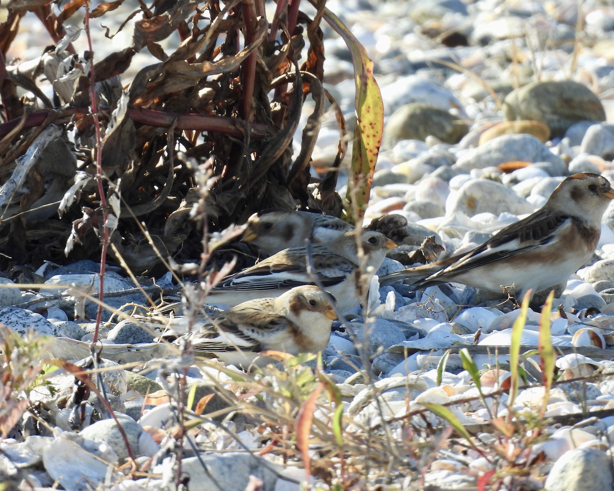 Snow Bunting - ML645085214