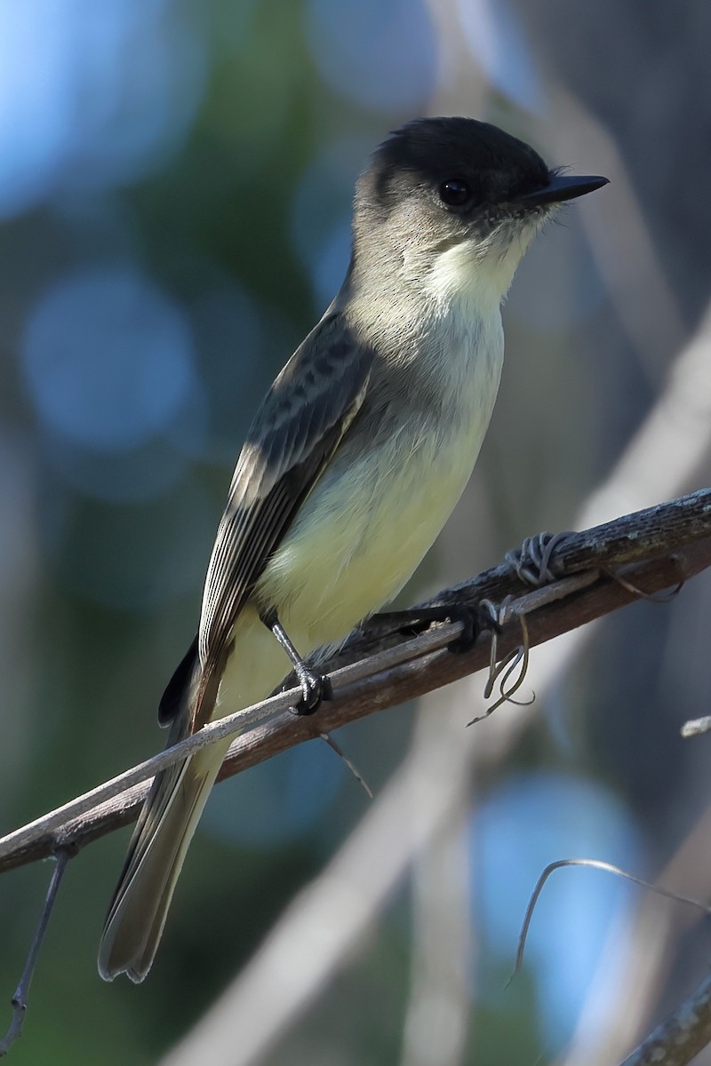 Eastern Phoebe - ML645085215