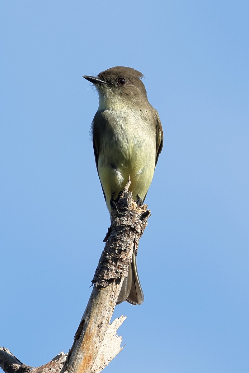 Eastern Phoebe - ML645085216