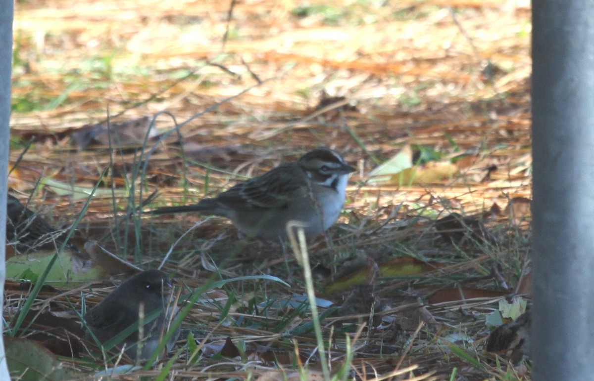 Lark Sparrow - ML645085221