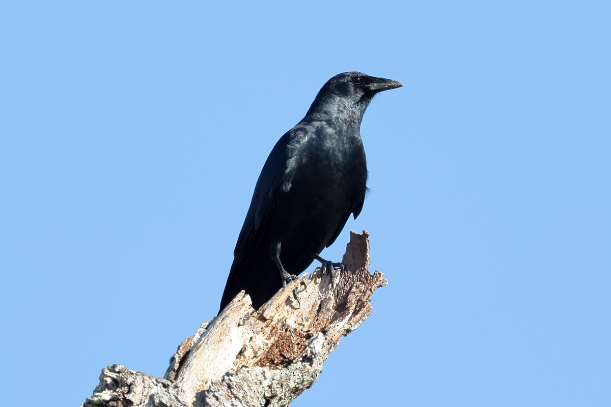 Fish Crow - ML645085225