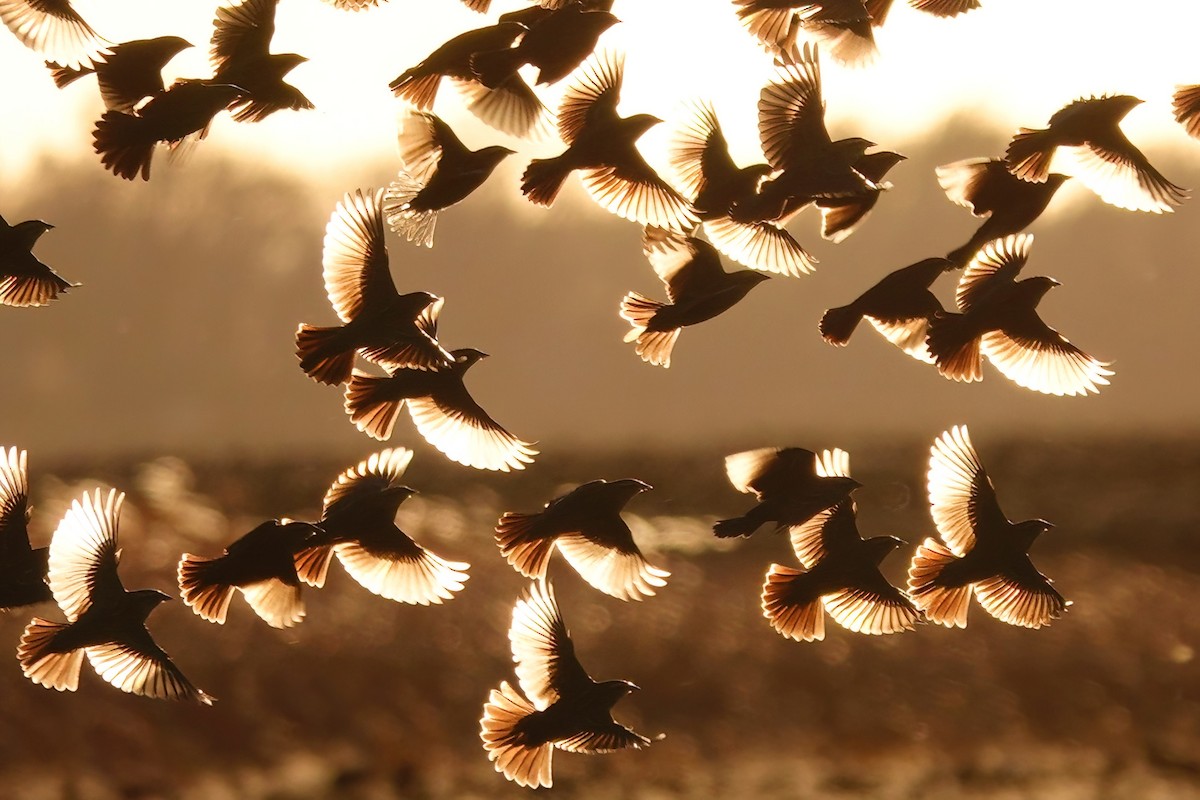 Red-winged Blackbird - ML645085229