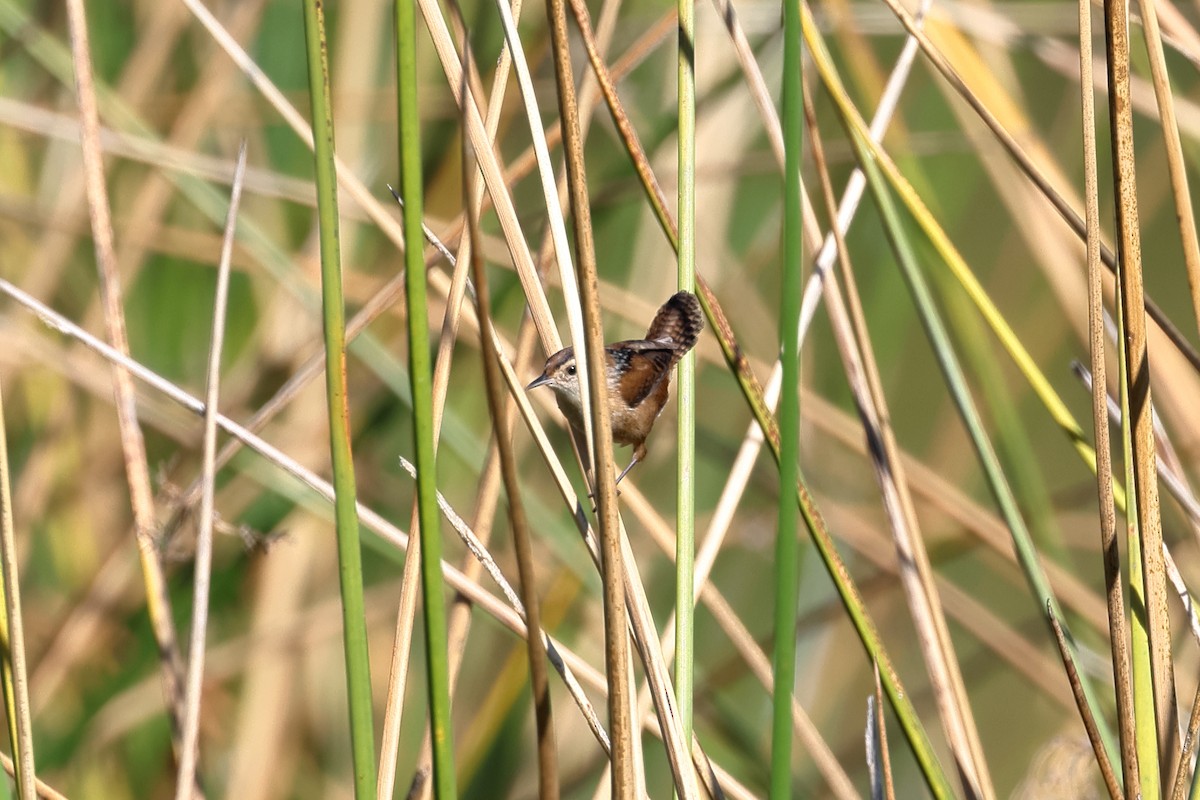 Marsh Wren - ML645085230
