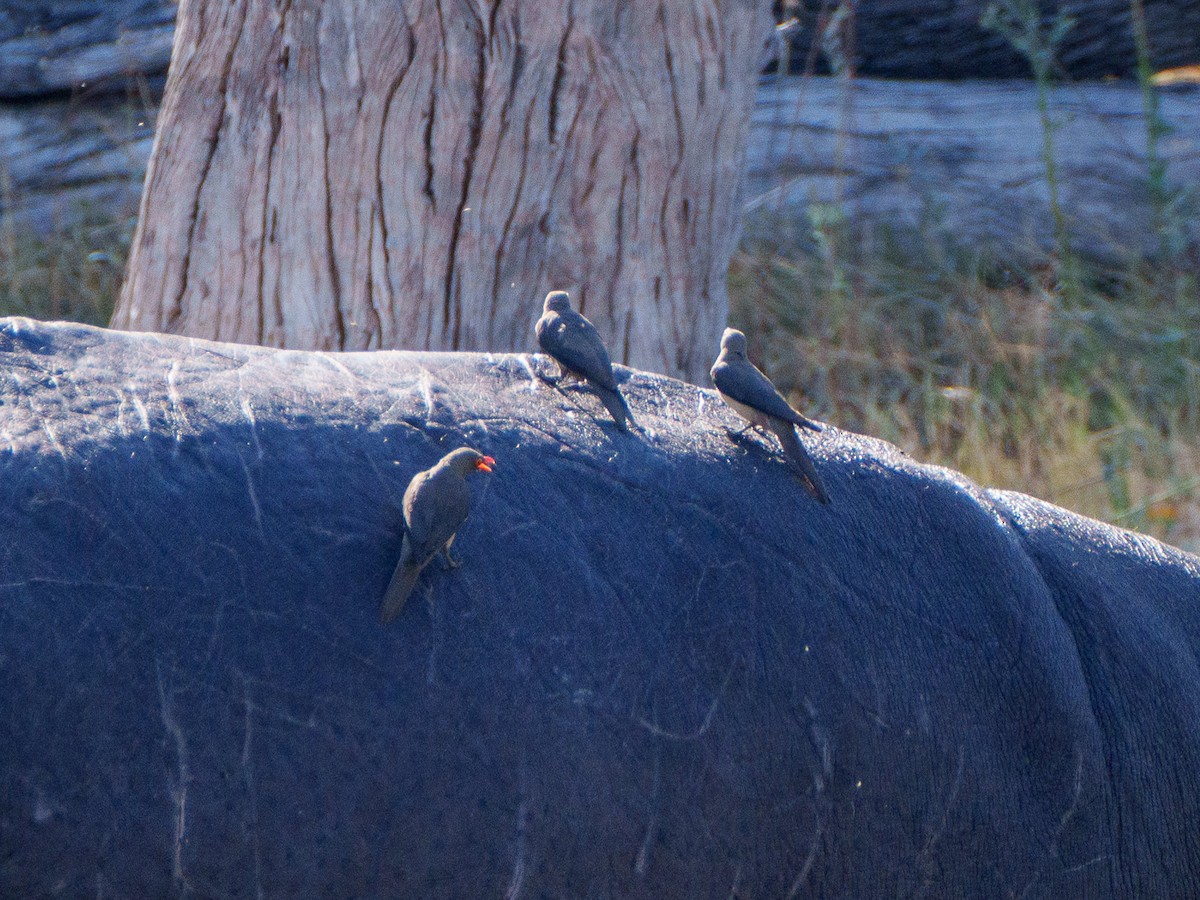 Red-billed Oxpecker - ML645085232