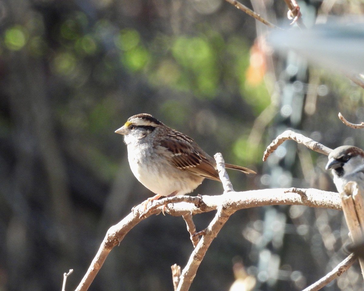 White-throated Sparrow - ML645085235