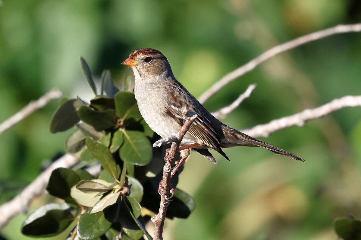 White-crowned Sparrow - ML645085237