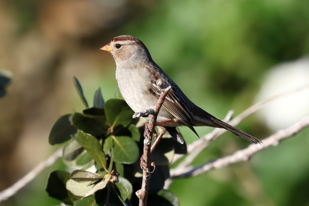 White-crowned Sparrow - ML645085238