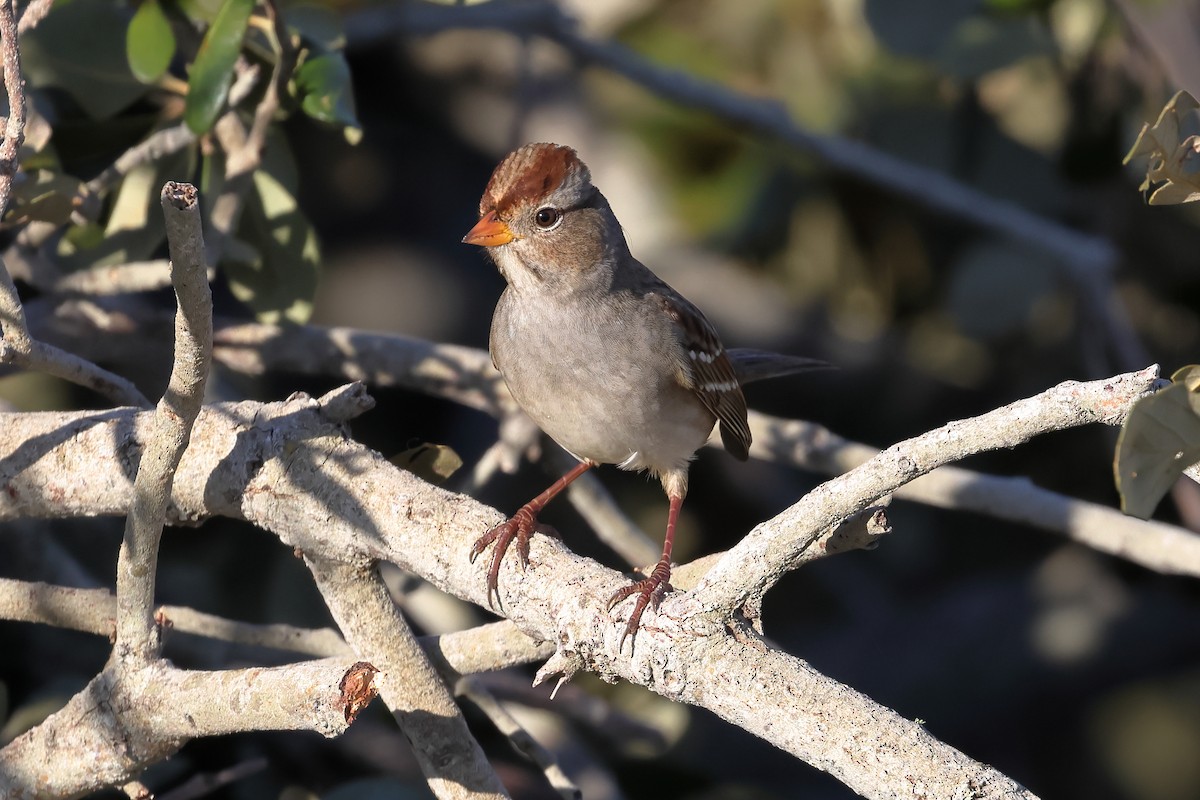White-crowned Sparrow - ML645085239
