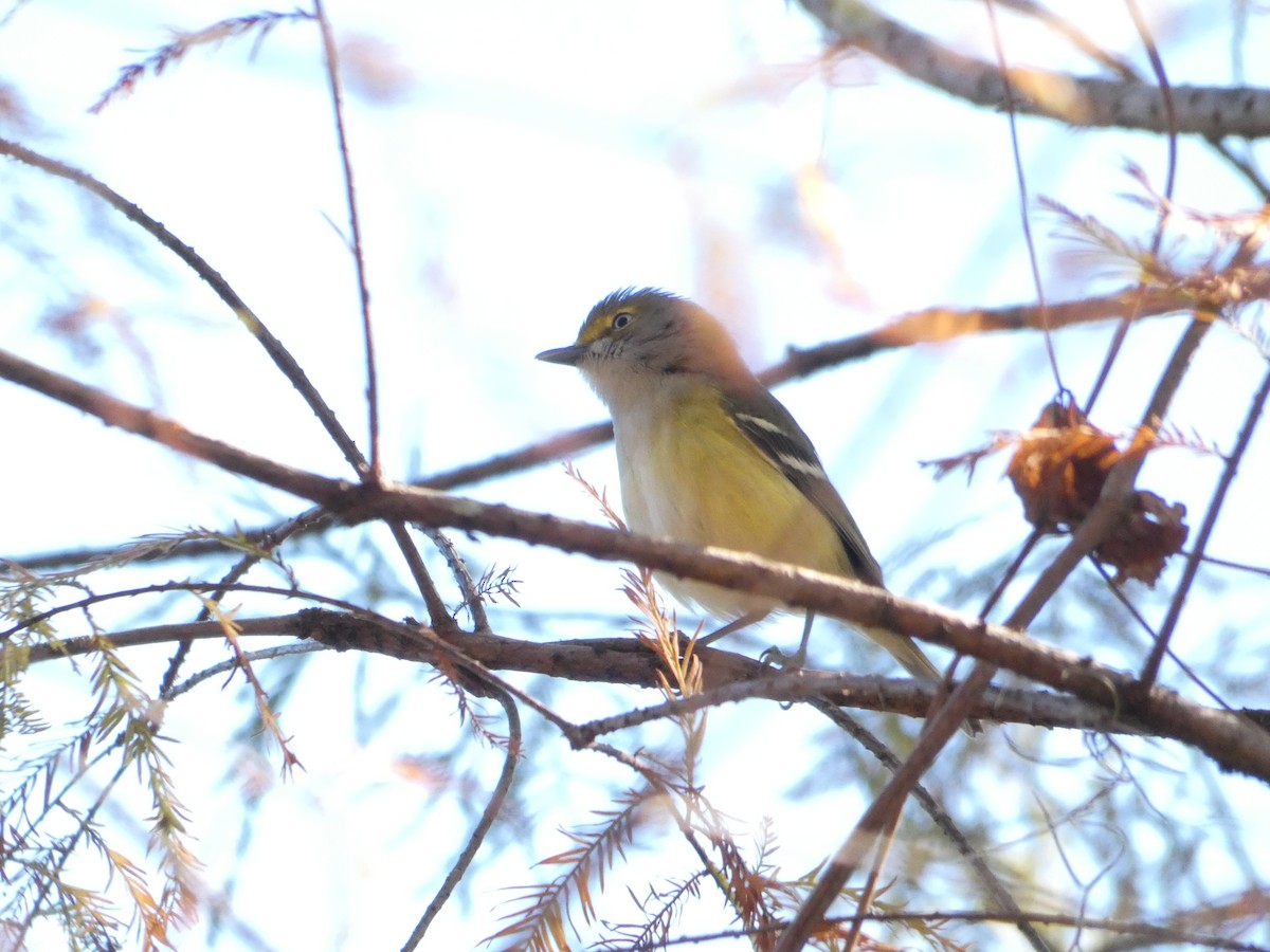 White-eyed Vireo - ML645085242