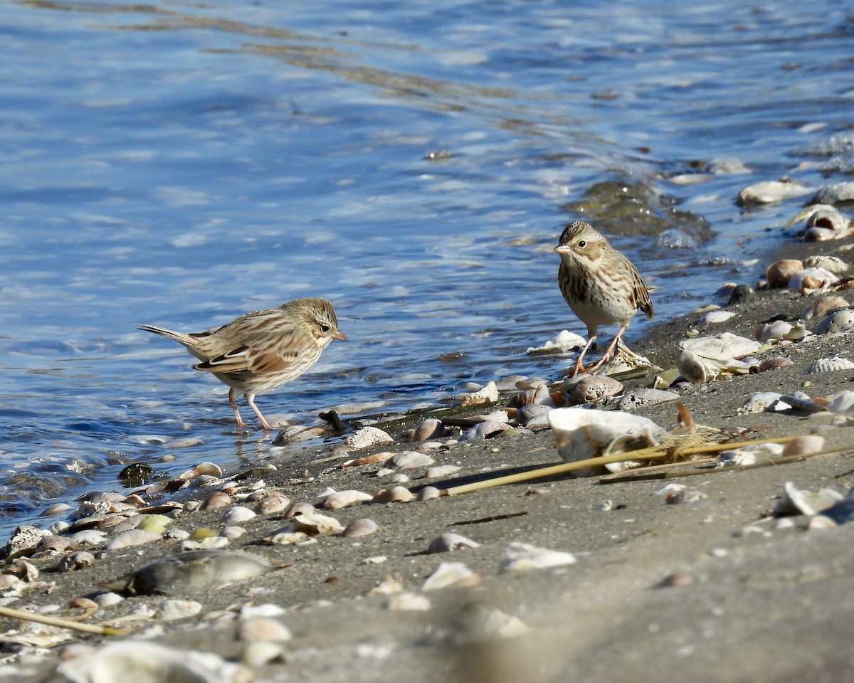 Savannah Sparrow - ML645085244