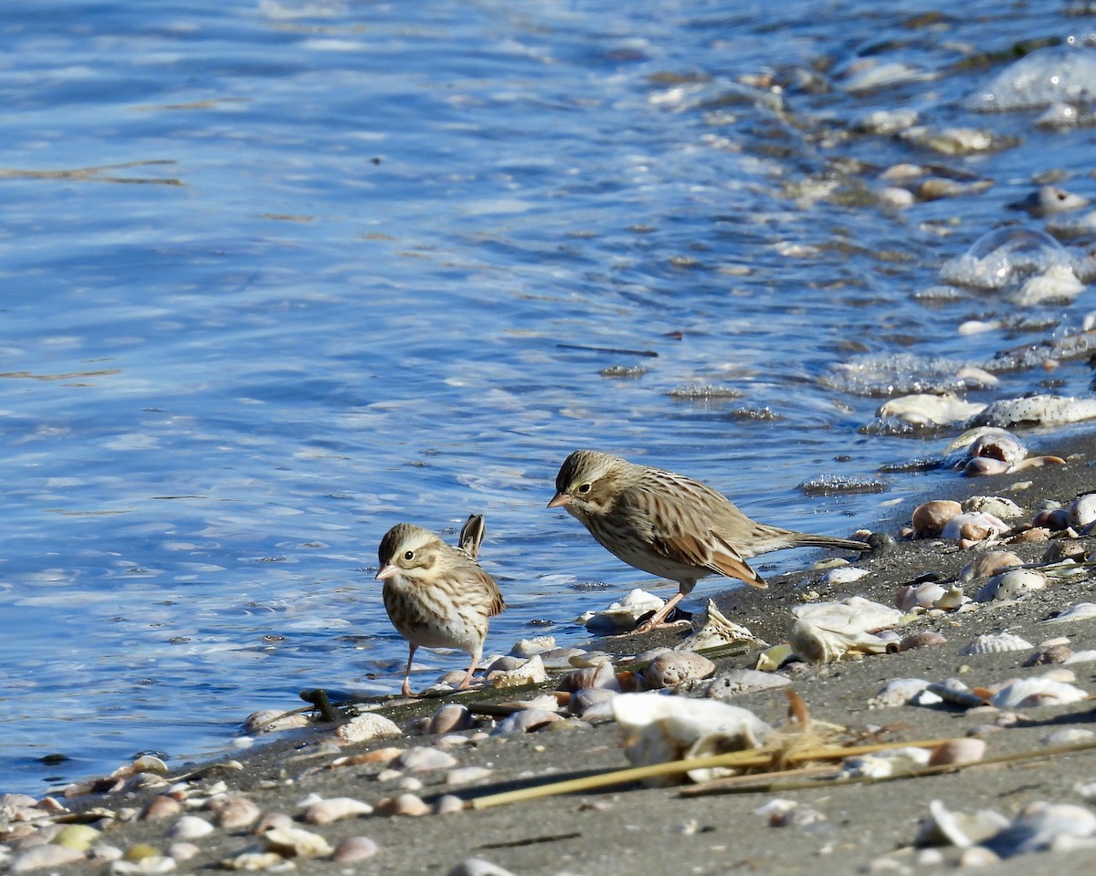 Savannah Sparrow - ML645085250