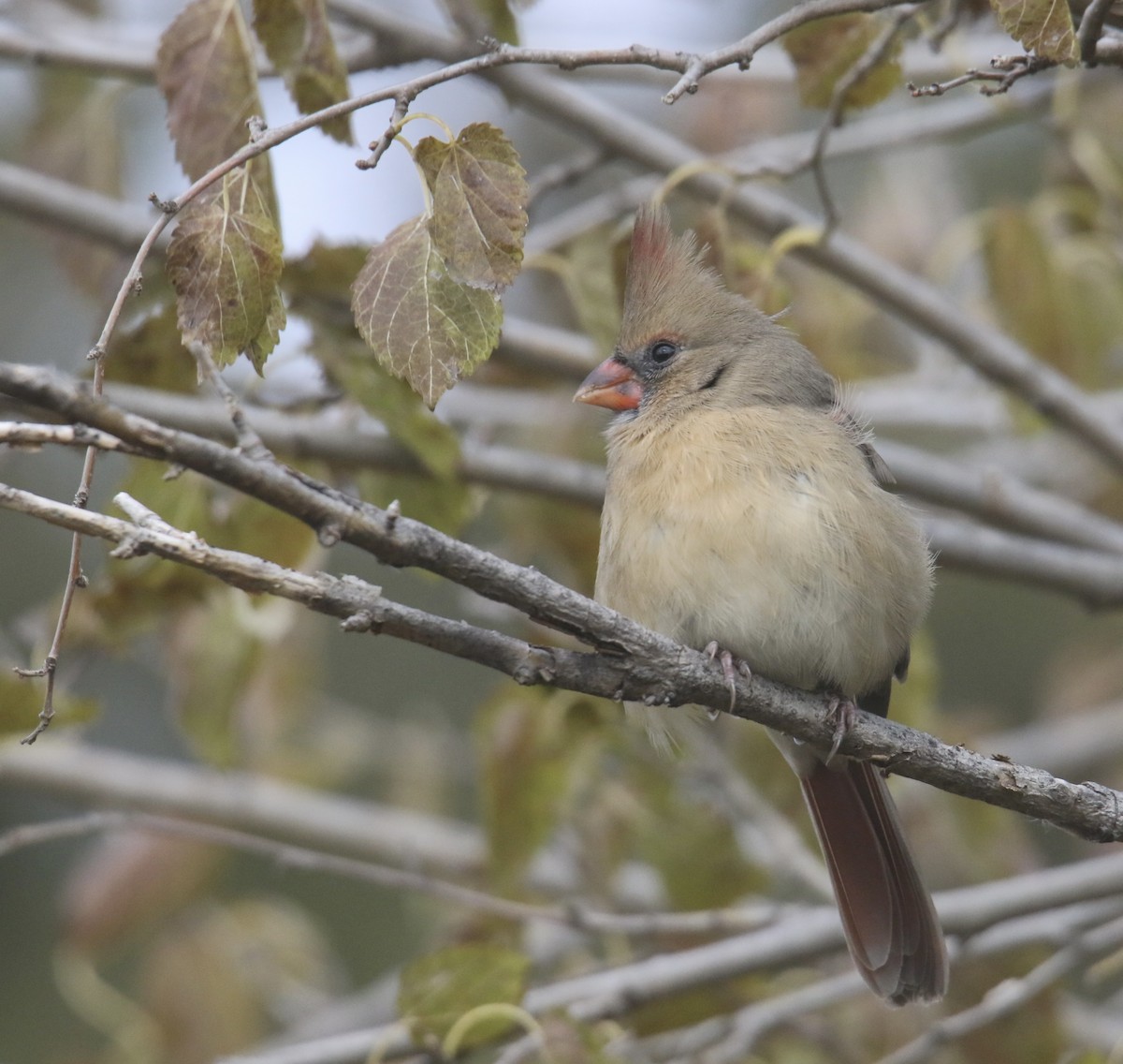 Northern Cardinal - ML645085254