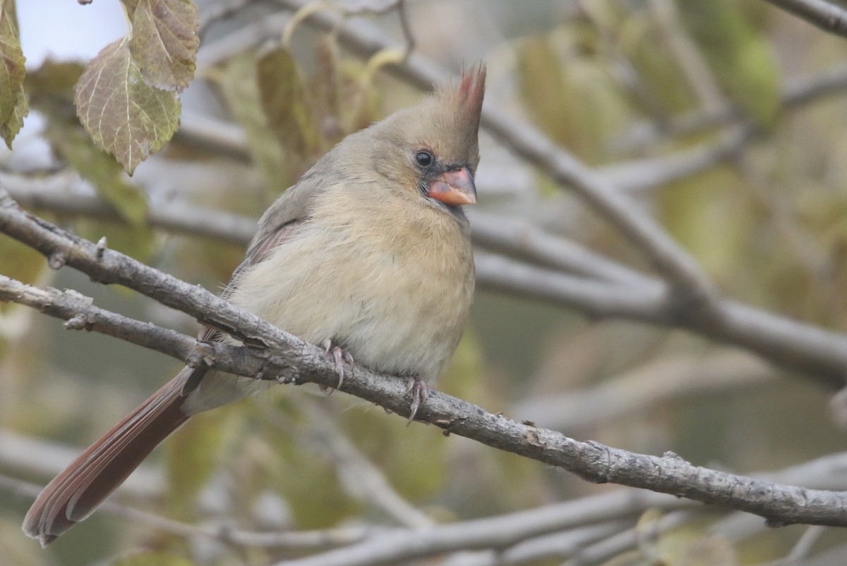 Northern Cardinal - ML645085256