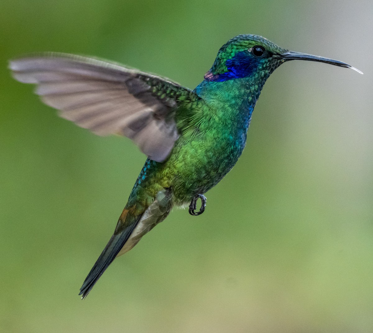 Lesser Violetear - ML645085261