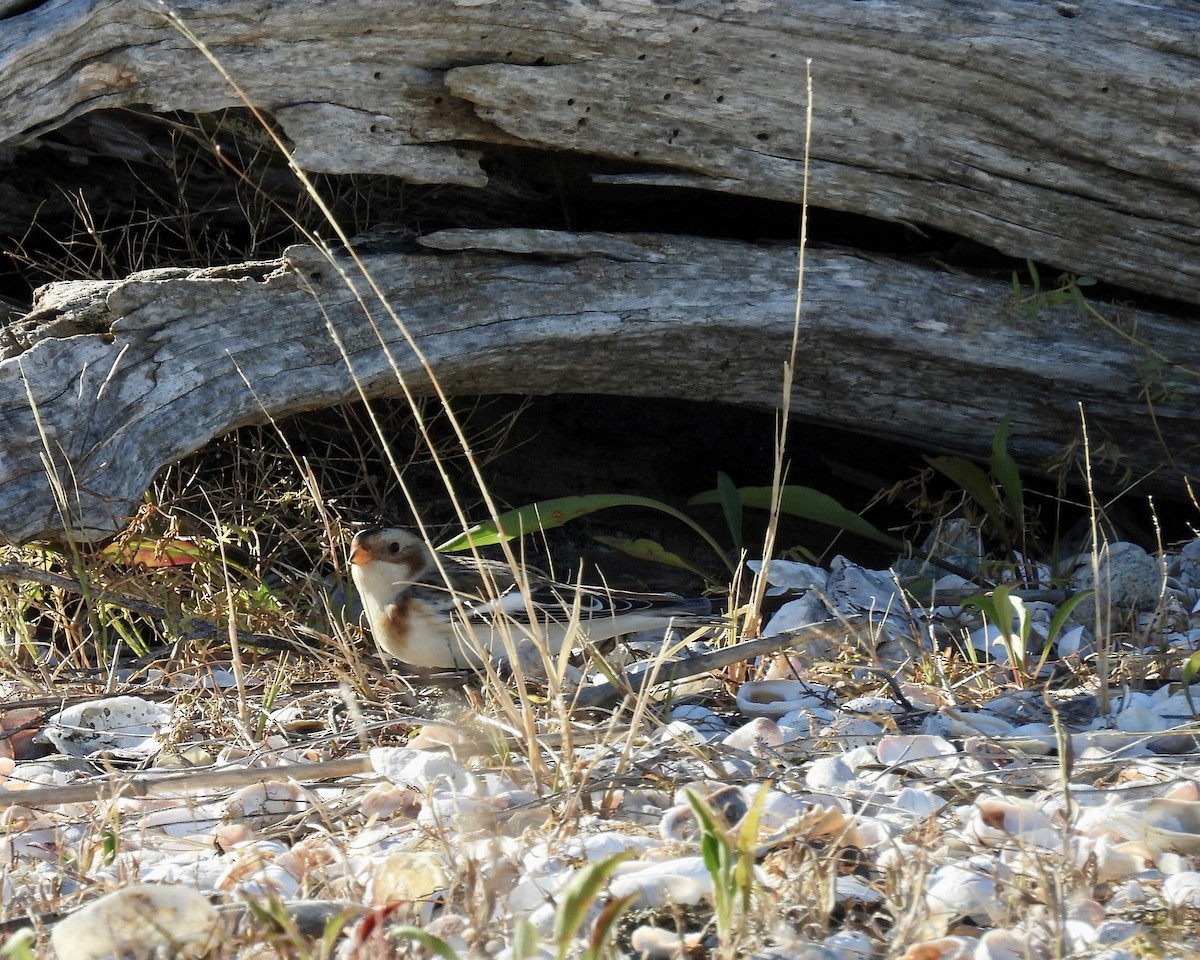 Snow Bunting - ML645085264
