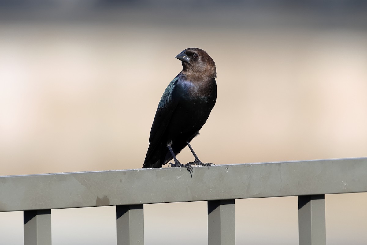 brunhodetrupial - ML645085268