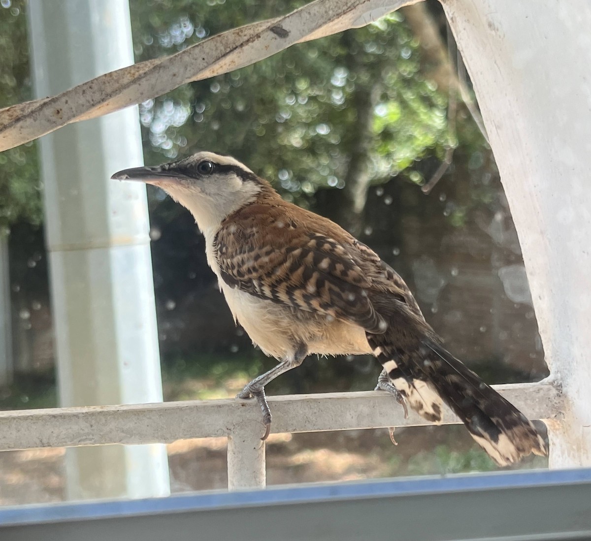 Rufous-backed Wren - ML645085289