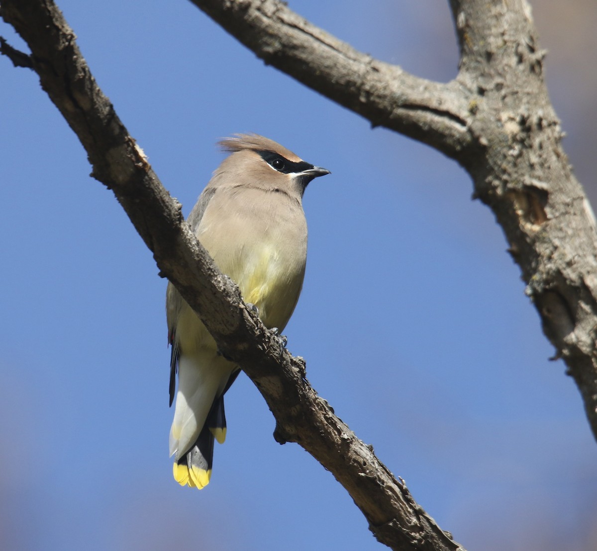 Cedar Waxwing - ML645085294