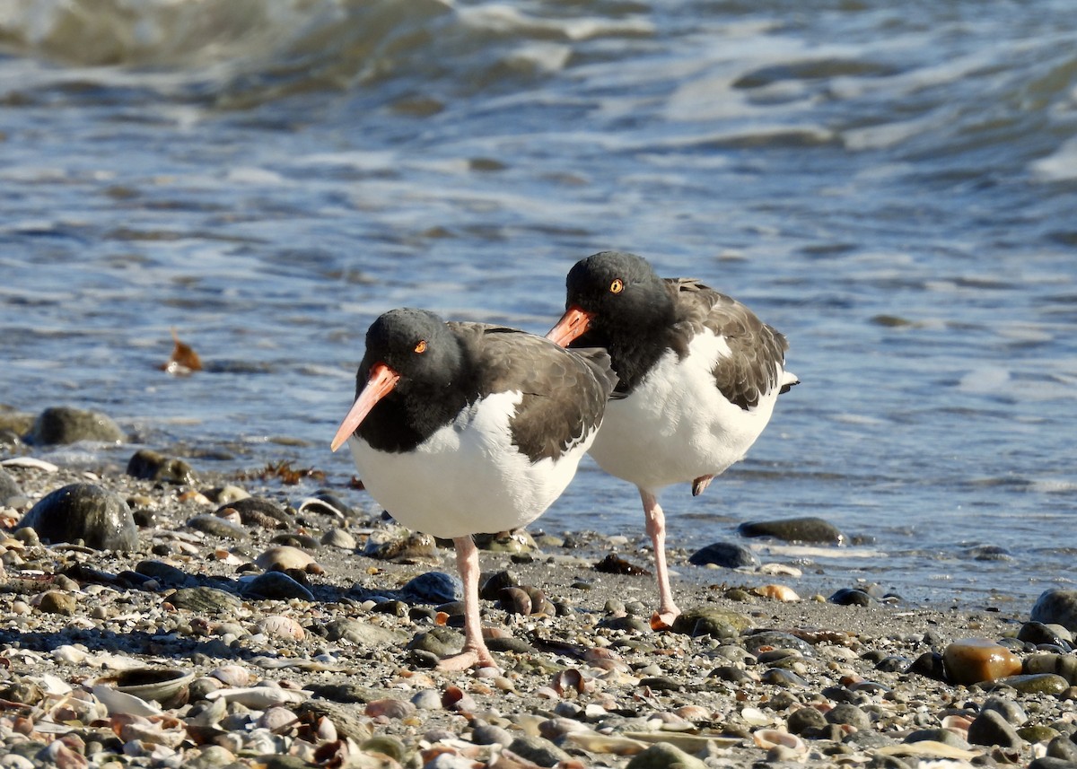 American Oystercatcher - ML645085306
